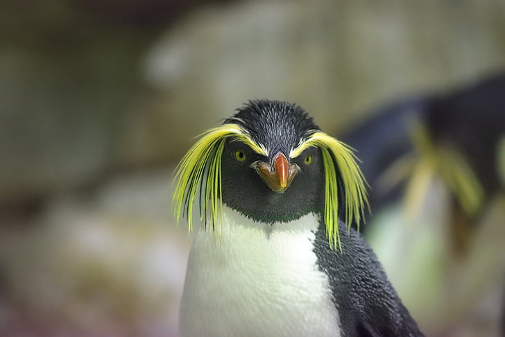 pingvin, pingvin Rockhopper, Zoološki vrt, životinja, račun, Antarktika, Zoološki vrt schönbrunn