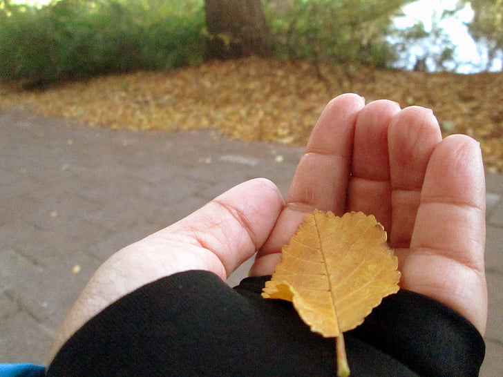 folha, Outono, mão, linda