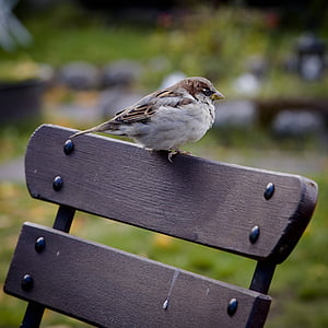 sparrow, bird, animal, nature, wildlife, bench, park