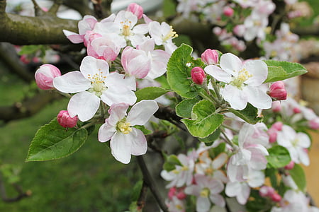 spring, cherry, flowering, macro, flowers, garden, bee