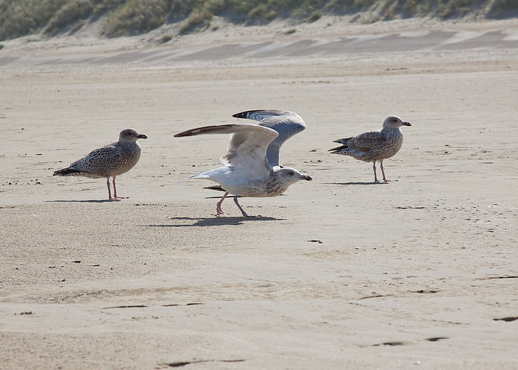 gulls, fly, escape, water, sea, sand, beach