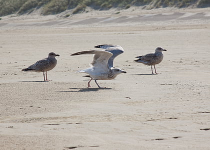 чайки, Муха, побег, воды, мне?, песок, пляж