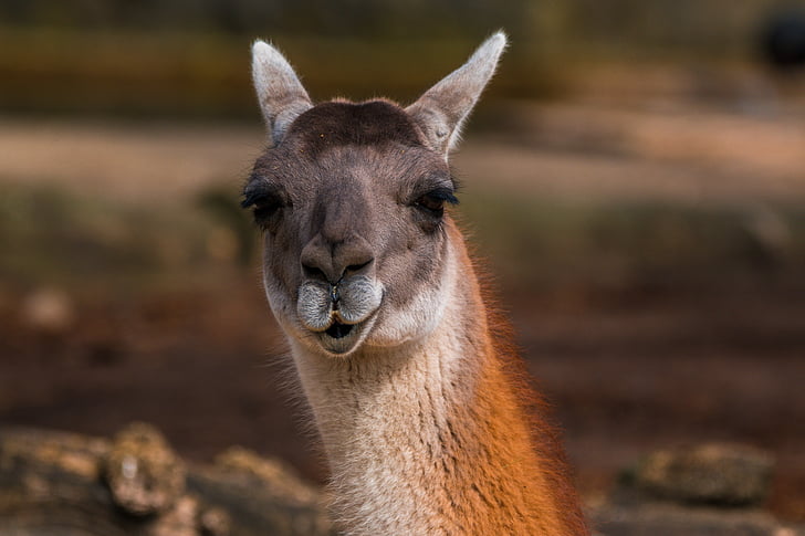 alpaca, kamelart, paarhufer, fur, head, face, close