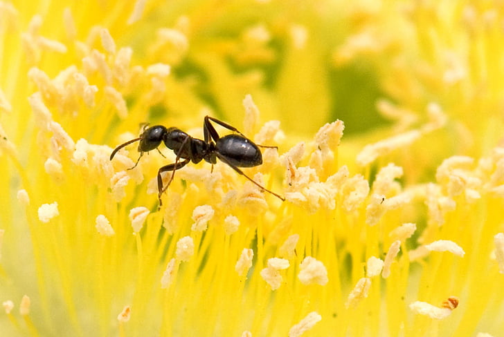 skruzdė, geltona, gėlė, detalus vaizdas