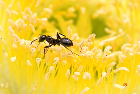 муравей, желтый, цветок, крупным планом