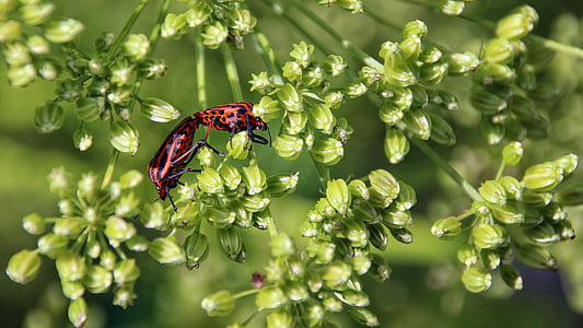Käfer, rot, Schwarz, Natur, Insekt, Crawl, Paarung