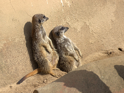 meerkat, nature, animals, zoo