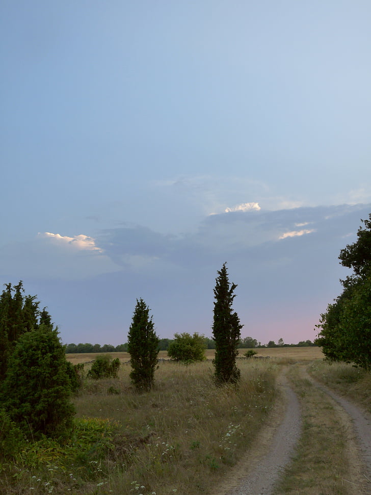 Juniper, onverharde weg, zonsondergang, weg, hemel, zomer, Estland