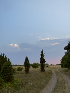 enebro, camino de ripio, puesta de sol, carretera, cielo, verano, Estonia