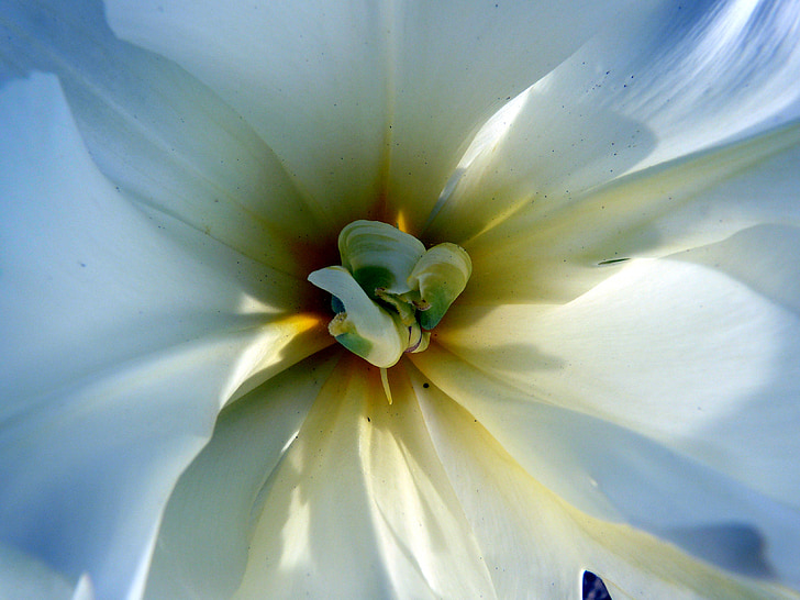 Tulipa, flor, flor, blanc, flora, flor, primavera