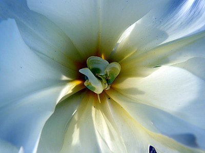 Tulipán, květ, Bloom, bílá, Flora, květ, jaro