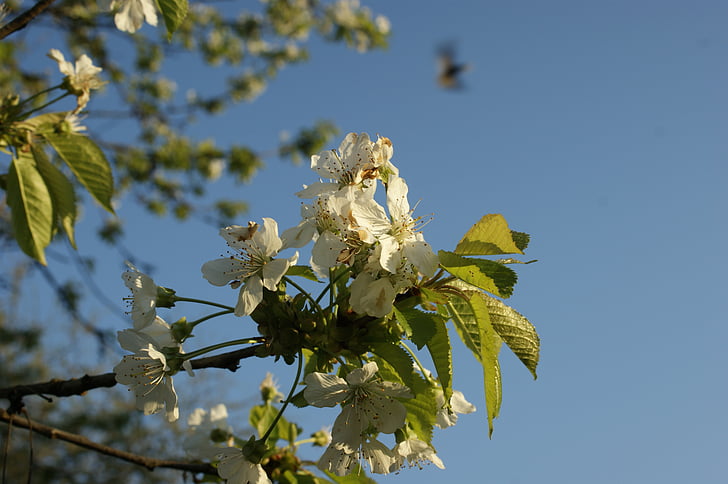 Чери Блосъм, Пролет, дърво, цвете, природата, Японски, сезон