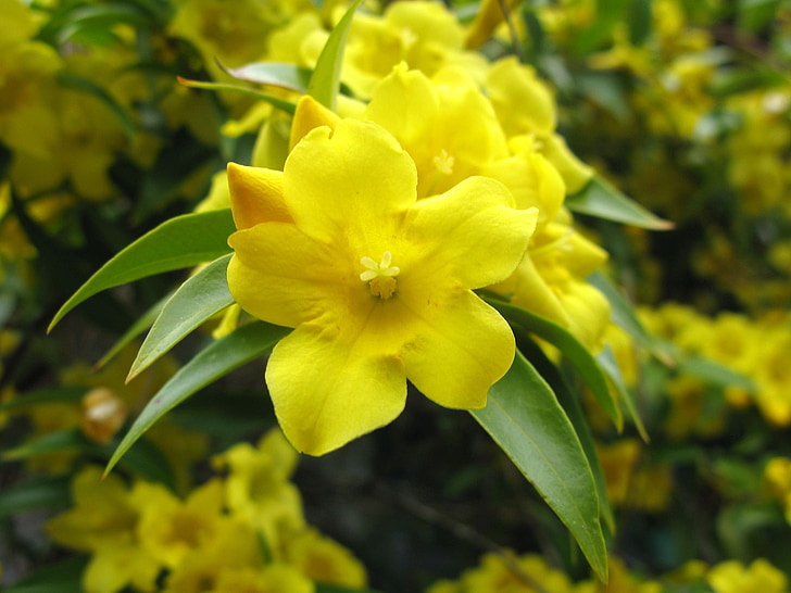 λουλούδι, Κίτρινο, κίτρινα άνθη, floral, το καλοκαίρι, φυτό, άνθος