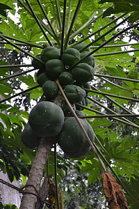 Ceylon papya, Srí lanka, papája, ovoce, Zdravím ovoce, čerstvé ovoce, velké plody