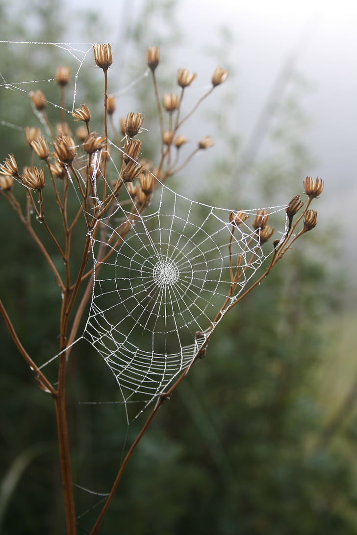 spider, web, grass, morning, dew, insect, outdoors
