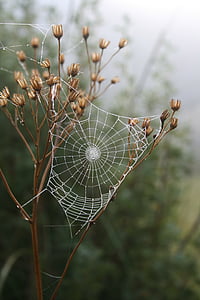 laba-laba, Web, rumput, pagi, embun, serangga, di luar rumah