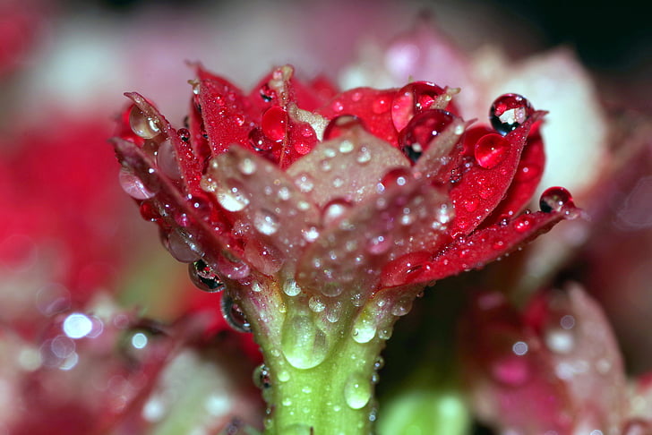 Rosa, DROPS, bloem, Framboos, rood, water, glans