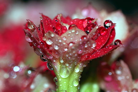 Rosa, kapky, květ, Malina, červená, voda, lesk