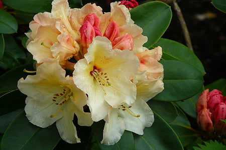 rhododenron, цветя, Блосъм, Блум, розово, Градина, растителна