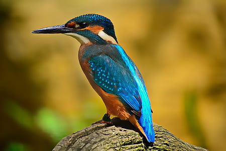 Kingfisher, modrá, perie, Príroda, elegantné, modré perie, Vodné vták