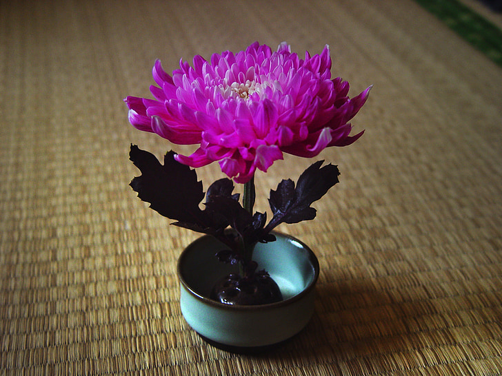 Chrysantheme, China wind, Zen, Blumen-arrangement, Natur, Blume, Anlage