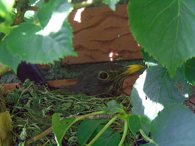 blackbird, nest, breed, bird's nest, blackbird nest, bird, close