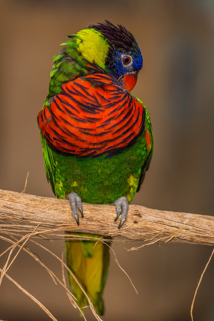 папагал, птица, перо, цвят, природата