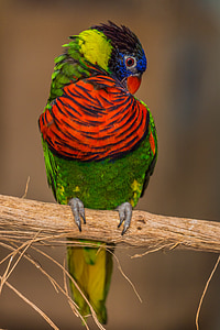 papegøje, fugl, fjer, farve, natur