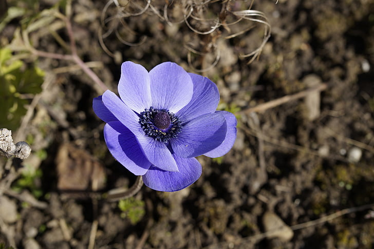 короната anemone, Anemone, Блум, Блосъм, hahnenfußgewächs, цопвам на цвета, Пролет
