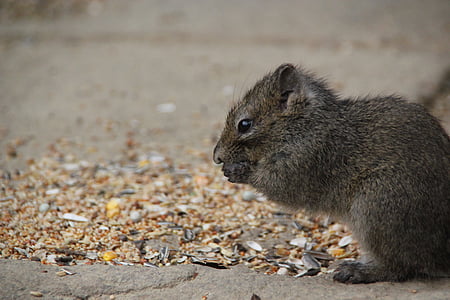 rock squirrel, nager, croissant, animals, cute, rodent, animal world