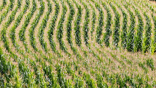 field, agriculture, corn, cornfield, lines, arches, form