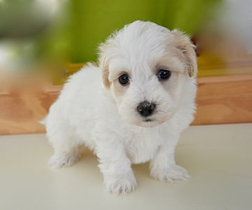 puppy, dog, petit, animal, mascot, white fur, soft