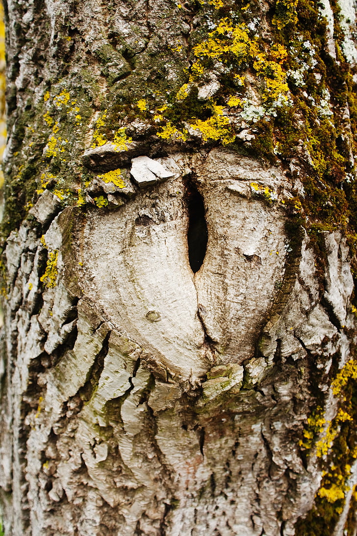 tree, eye, hypnosis, nature, tree Trunk, bark, forest