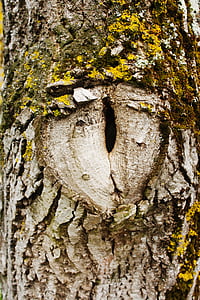 arbre, ull, hipnosi, natura, tronc d'arbre, escorça, bosc