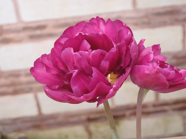 flower, pink