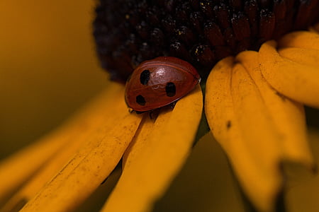 Ladybug, blomst, natur, feil, insekt, Flora, fargerike