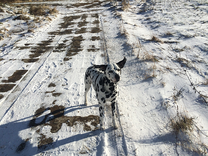 dog, winter, dalmatian, path, snow, nature, walk
