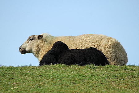 Schafe, Lamm, schwarz / weiß, fröhlich, glücklich, niedlich, Hausschafe