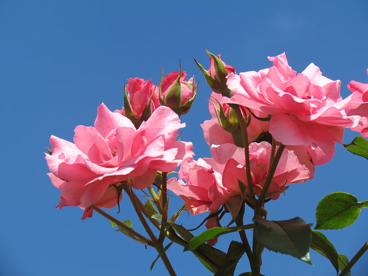 rosor, Rosa, blomma, trädgård, Flora