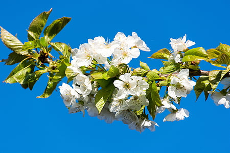 kirsebærtre blomstrer, hvit, hvite blomster, Blossom, blomst, kirsebær, kjørvel