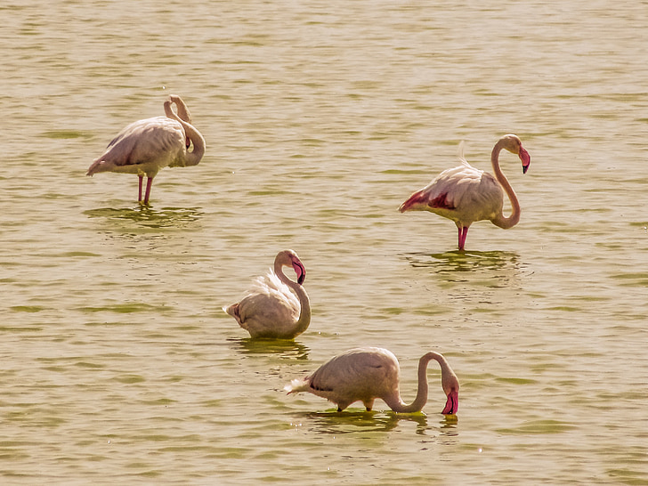 Kipras, Oroklini ežeras, flamingai, Gamta, Laukiniai gyvūnai, paukštis, laukinių