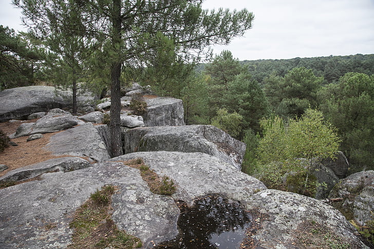 Fontainebleau, meža, zaļa, Žagars, Pārgājieni, daba, koki