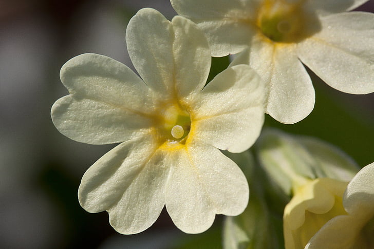 Gullviva, budbärare för vår, Blossom, Bloom, hög primrose, Primula aureum, skog primrose