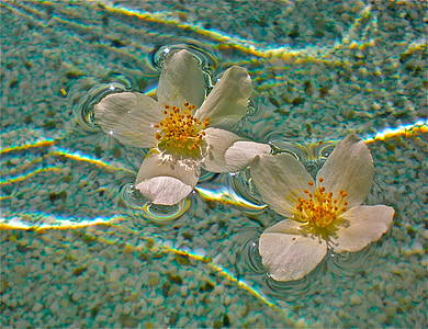 flores, Branco, piscina, dançando a flora