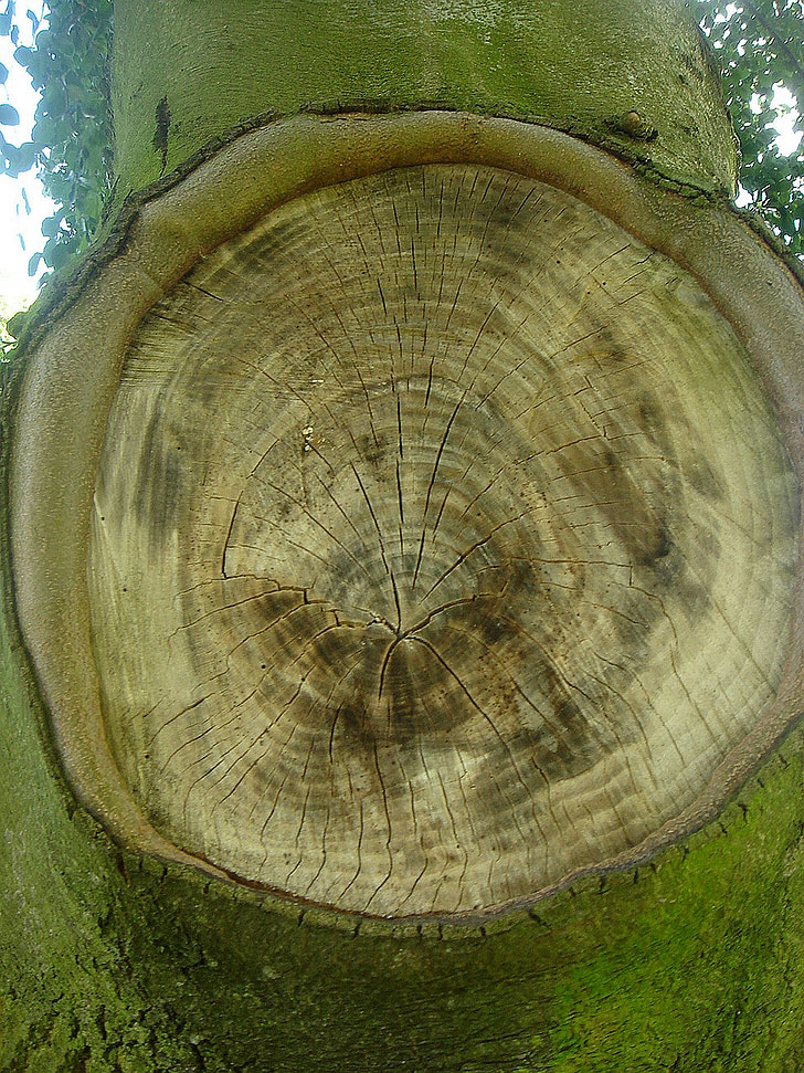 tree, circle, loss, branch, missing, rings