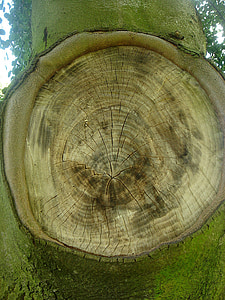strom, kruh, strata, pobočka, chýba, krúžky