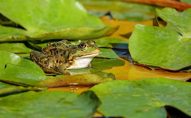 frosk, vann frosk, Frog pond, amfibier, dyr, sitter, Lily pad