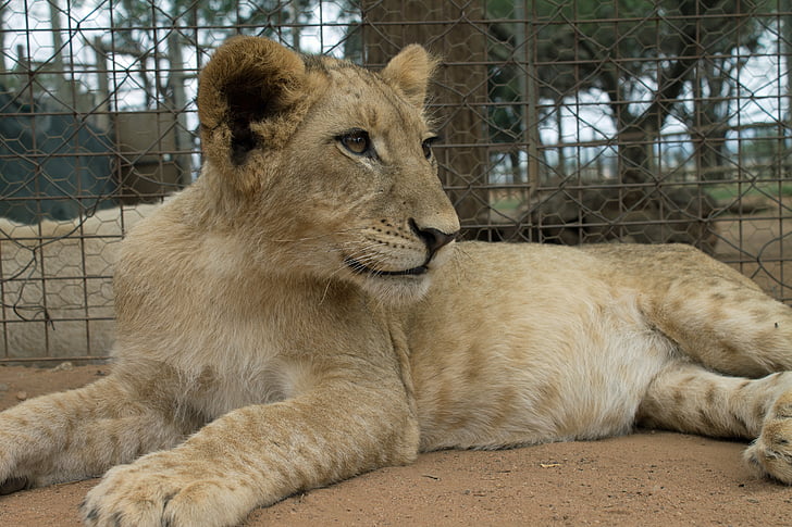 Afrika, prosto živeče živali, lev, lev - mačji, živali, undomesticated mačka, zveri