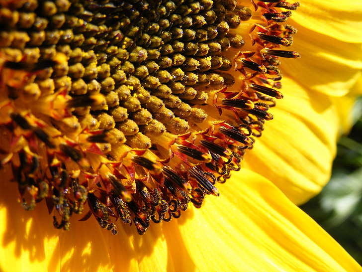 Sun flower, päike, suvel, õis, Bloom, loodus, kollane
