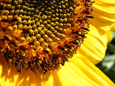 태양 꽃, 태양, 여름, 꽃, 블 룸, 자연, 노란색